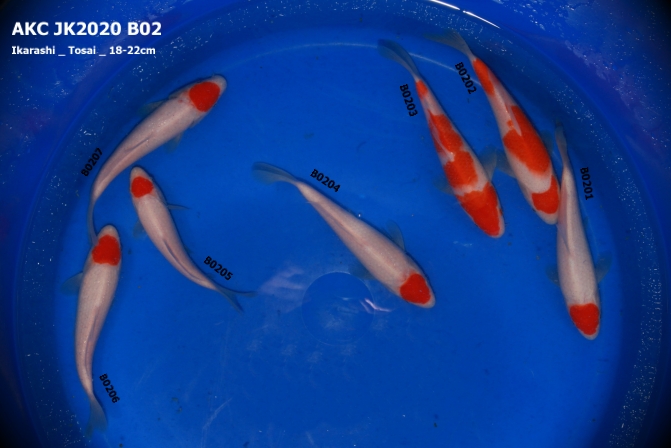 AKC KOI Import 2020 _ Tancho/ Kohaku_ B02